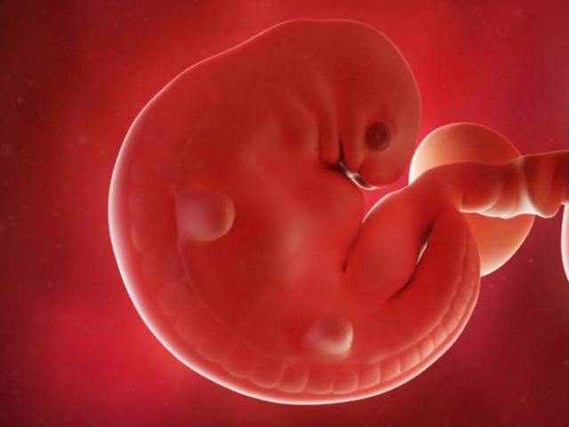 Что происходит с эмбрионом на шестой неделе беременности?
